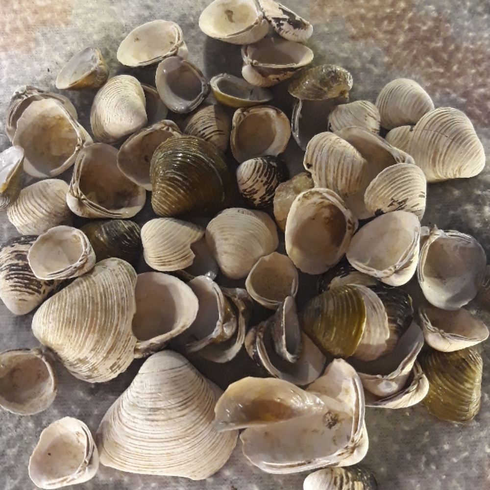 Some clam shells that I found at a beach